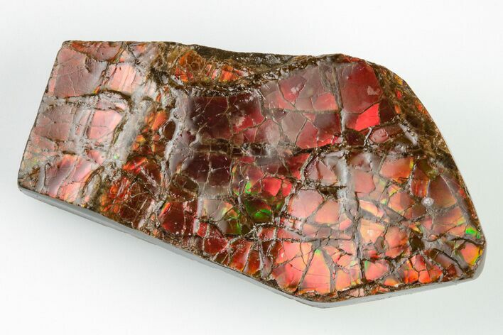 1.8" Iridescent Ammolite (Fossil Ammonite Shell) - Alberta, Canada